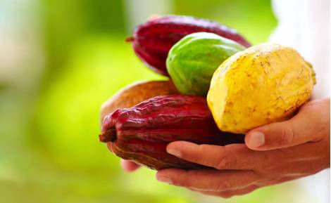 Cacao y Sostenibilidad: El Compromiso del Chocolate Premium
