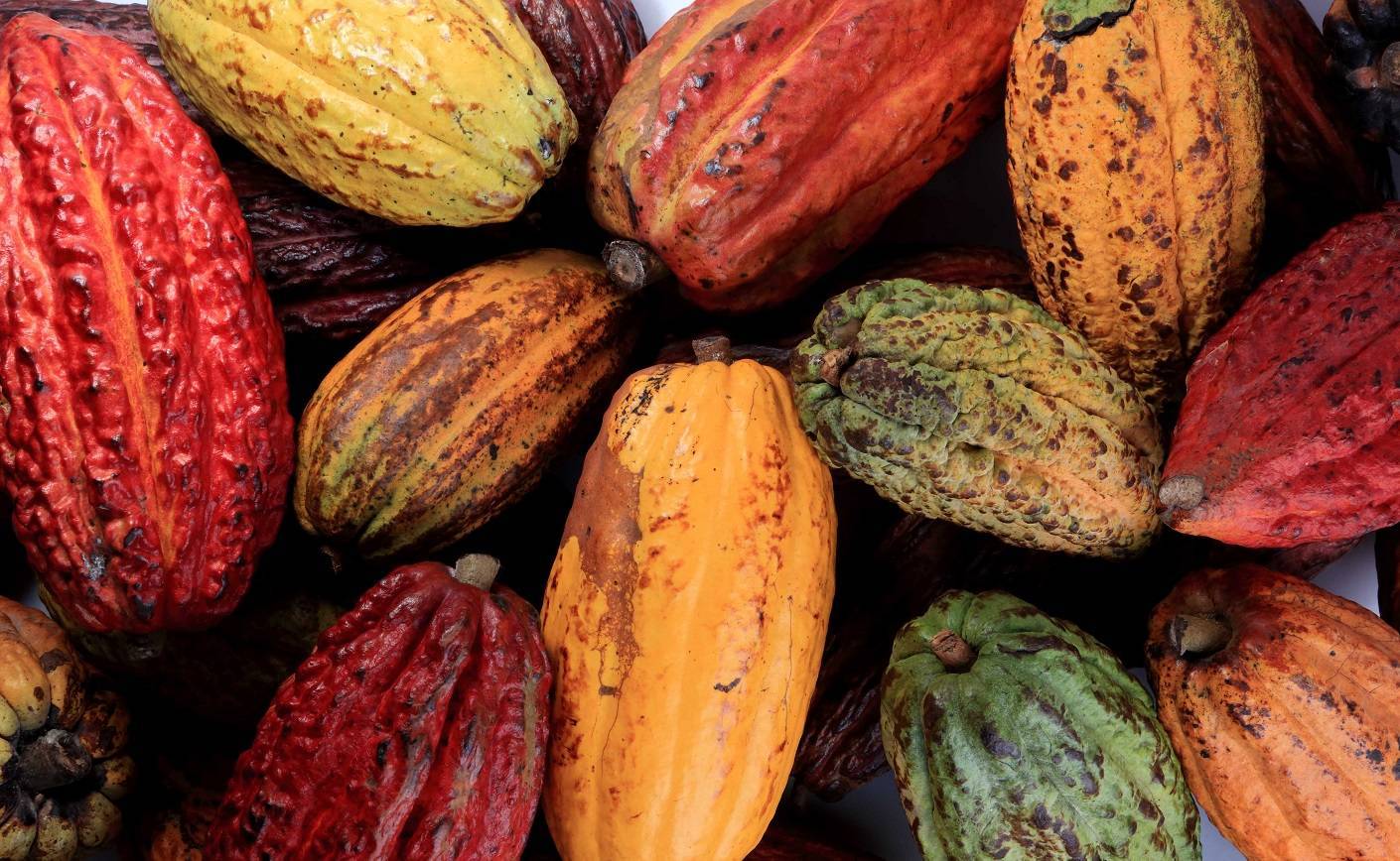 ¿Conoces el proceso de beneficio del cacao?