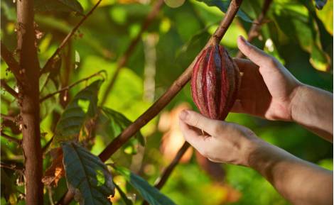El Cacao: alimento de dioses